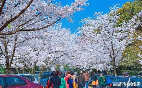 日本樱花最佳观赏地点在哪