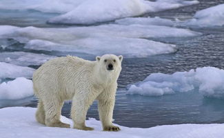 揭秘！北极野生动物观察最佳季节，让你与极地精灵亲密接触！
