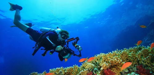 全球潜水胜地，让你领略海底世界的魅力！