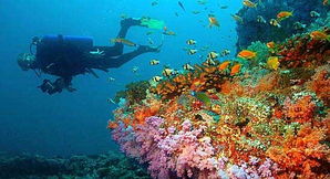 全球潜水胜地推荐：探索神秘海底世界，尽享潜水体验！