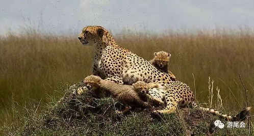 非洲野生动物保护区游览，动物保护区的绝美世界