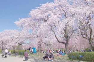 独家推荐日本樱花季最佳观赏地，让你成为花海中的赢家！