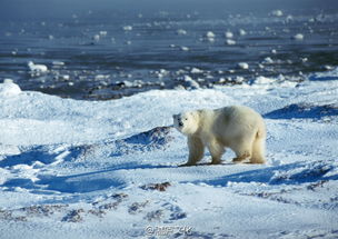 北极野生动物观察最佳季节，让你大开眼界！