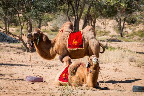 在沙漠里骑骆驼要钱吗？