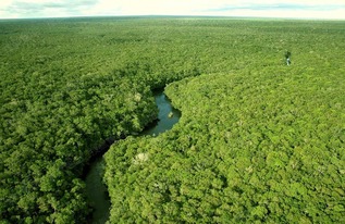 巴西热带雨林有什么称号，巴西热带雨林：地球的绿色心脏