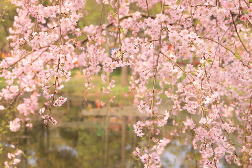 日本樱花赏花点
