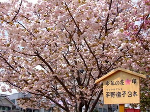 日本赏樱花景点