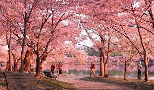 日本有名的赏樱花圣地