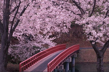 日本观赏樱花最佳时间