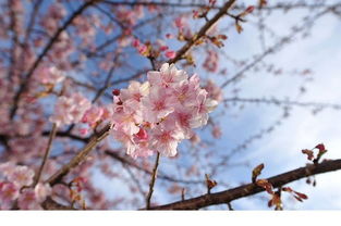 日本樱花景点排名